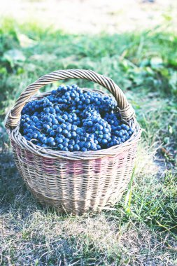 Sepet içinde karanlık üzüm. Üzüm hasat. Kırmızı şarap üzüm. koyu mavi üzüm, şarap üzüm bir sepet içinde.
