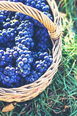 Sepet içinde karanlık üzüm. Üzüm hasat. Kırmızı şarap üzüm. koyu mavi üzüm, şarap üzüm bir sepet içinde.