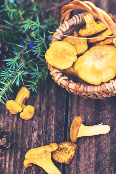 Paddestoelen Hanenkam Mand Ruwe Wilde Paddestoelen Cantharellen Mand Met Dille — Stockfoto