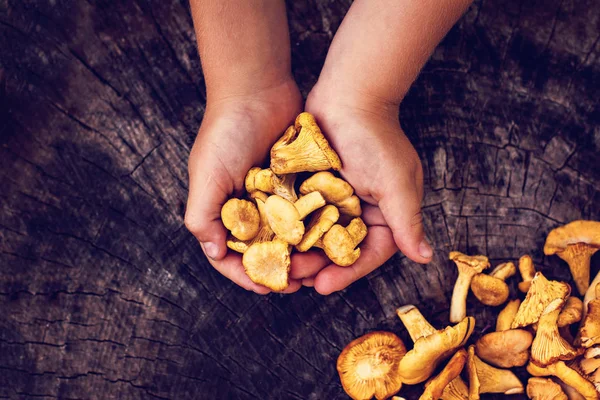 Handen Met Cantharellen Paddestoelen Ruwe Wilde Paddestoelen Cantharellen Mand Met — Stockfoto