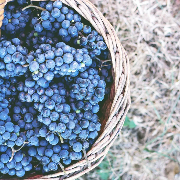 Mörka Druvor Korg Grape Skörd Rött Vin Druvor Mörk Blå — Stockfoto