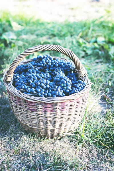 Sepet içinde karanlık üzüm. Üzüm hasat. Kırmızı şarap üzüm. koyu mavi üzüm, şarap üzüm bir sepet içinde.
