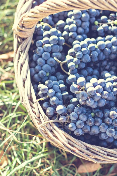 Sepet içinde karanlık üzüm. Üzüm hasat. Kırmızı şarap üzüm. koyu mavi üzüm, şarap üzüm bir sepet içinde.