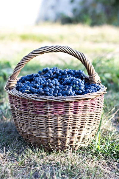 Sepet içinde karanlık üzüm. Üzüm hasat. Kırmızı şarap üzüm. koyu mavi üzüm, şarap üzüm bir sepet içinde.