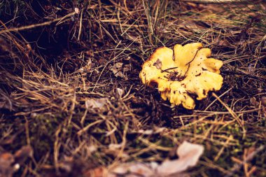 Mantar Cantharellus cibarius ormana doğru büyür. Ormandaki yaprakları altında Cantharellus Cibarius mantar yetişir. Mantar toplama ve gıda hazırlama. 