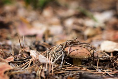 Lehçe mantar ormanda büyür. Sonbahar sahne mantar.