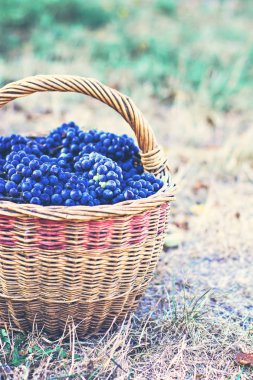 Sepet içinde karanlık üzüm. Üzüm hasat. Kırmızı şarap üzüm. koyu mavi üzüm, şarap üzüm bir sepet içinde.