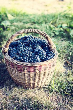 Sepet içinde karanlık üzüm. Üzüm hasat. Kırmızı şarap üzüm. koyu mavi üzüm, şarap üzüm bir sepet içinde.