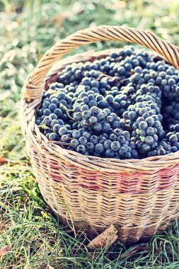 Sepet içinde karanlık üzüm. Üzüm hasat. Kırmızı şarap üzüm. koyu mavi üzüm, şarap üzüm bir sepet içinde.