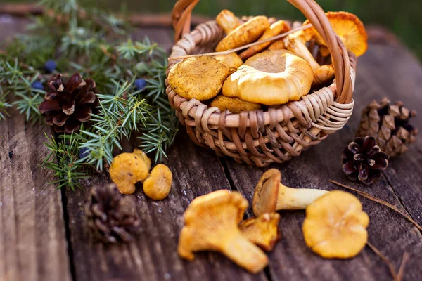 Cogumelos Chanterelle Cesta Cogumelos Selvagens Crus Chanterelles Cesta Com Endro — Fotografia de Stock