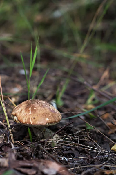 Mushroom Boletus Forest Orange Cap Boletus Mushrooms — Stock Photo, Image