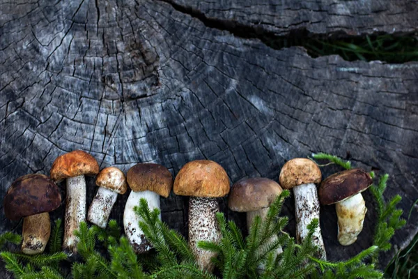 Frische Waldpilze Auf Einem Hölzernen Hintergrund Herbst Steinpilze Auf Holz — Stockfoto