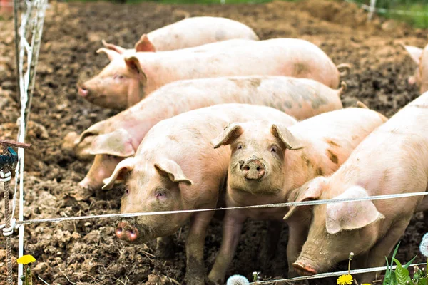 Pigs on the farm. Happy pigs on pig farm. piglets