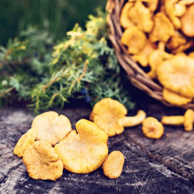 Mantar Cantharellus cibarius sepet. Ham vahşi chanterelles dereotu ahşap arka plan ile sepet içinde mantar. Yabani mantar ile kompozisyon