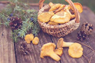 Mantar Cantharellus cibarius sepet. Ham vahşi chanterelles dereotu ahşap arka plan ile sepet içinde mantar. Yabani mantar ile kompozisyon