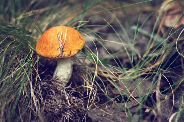 Beyaz mantar. Malzeme çekme mantar. Sonbahar orman. Sonbahar ilham. Vejetaryen diyet yemek. Ormanın içinde mantar yetişir.