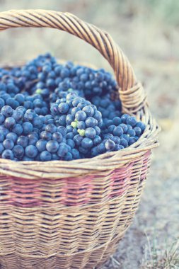 Sepet içinde karanlık üzüm. Üzüm hasat. Kırmızı şarap üzüm. koyu mavi üzüm, şarap üzüm bir sepet içinde.