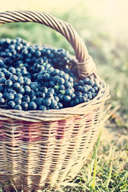 Sepet içinde karanlık üzüm. Üzüm hasat. Kırmızı şarap üzüm. koyu mavi üzüm, şarap üzüm bir sepet içinde.