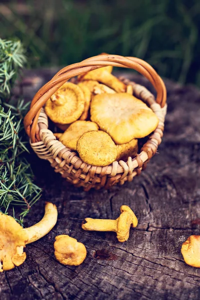 Paddestoelen Hanenkam Mand Ruwe Wilde Paddestoelen Cantharellen Mand Met Dille — Stockfoto