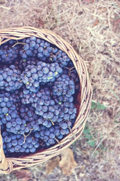 Dark Grapes Basket Grape Harvesting Red Wine Grapes Dark Blue — Stock Photo, Image