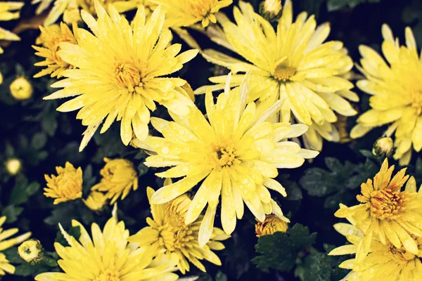 Fleurs Fleurs Chrysanthème Papier Peint Chrysanthème Chrysanthèmes Automne Beau Chrysanthème — Photo