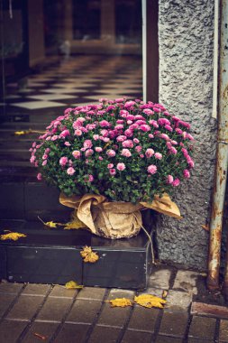 Kasımpatı tencerede. Şehirde sonbahar sakin bir hayat, vitrin, şehrin sonbahar dekorasyonu..