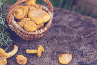 Mantar Cantharellus cibarius sepet. Ham vahşi chanterelles dereotu ahşap arka plan ile sepet içinde mantar. Yabani mantar ile kompozisyon