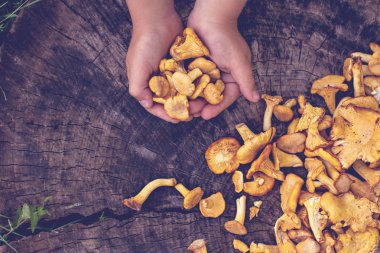 Cantharellus cibarius mantar holding eller. Ham vahşi chanterelles dereotu ahşap arka plan ile sepet içinde mantar. Yabani mantar ile kompozisyon