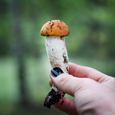 Beyaz mantar eller içinde. Malzeme çekme mantar. Sonbahar orman. Sonbahar ilham. Vejetaryen diyet yemek