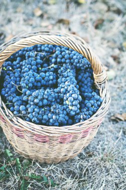 Sepet içinde karanlık üzüm. Üzüm hasat. Kırmızı şarap üzüm. koyu mavi üzüm, şarap üzüm bir sepet içinde.
