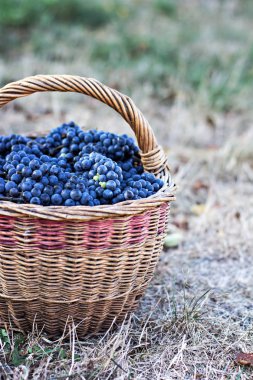 Sepet içinde karanlık üzüm. Üzüm hasat. Kırmızı şarap üzüm. Kara üzüm, mavi üzüm, şarap üzüm bir sepet içinde.