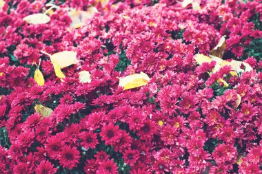 Çiçekler, çiçekler krizantem, krizantem duvar kağıdı, krizantem Güz. Arka plan resmi olarak güzel krizantem.