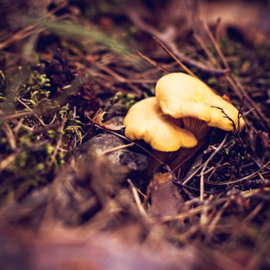 Mantar Cantharellus cibarius ormana doğru büyür. Ormandaki yaprakları altında Cantharellus Cibarius mantar yetişir. Mantar toplama ve gıda hazırlama. 