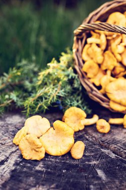 Mantar Cantharellus cibarius sepet. Ham vahşi chanterelles dereotu ahşap arka plan ile sepet içinde mantar. Yabani mantar ile kompozisyon