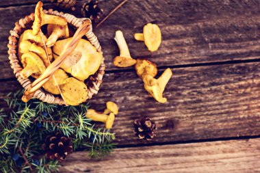 Mantar Cantharellus cibarius sepet. Ham vahşi chanterelles dereotu ahşap arka plan ile sepet içinde mantar. Yabani mantar ile kompozisyon