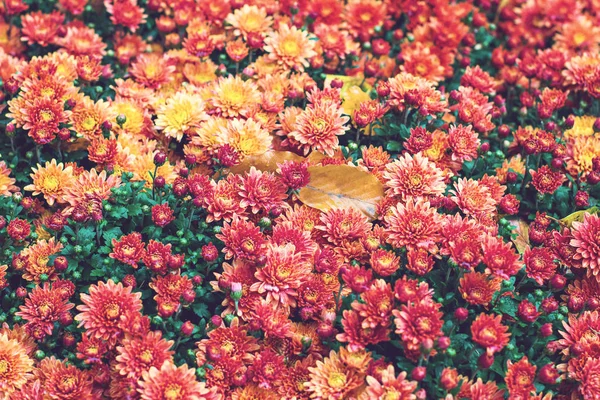 Blumen Blumen Chrysanthemen Chrysanthemen Tapete Chrysanthemen Herbst Schöne Chrysantheme Als — Stockfoto
