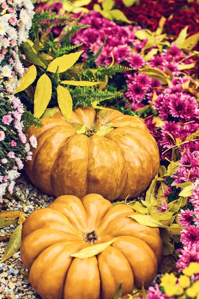 Sütőtök Őszi Dekoráció Kerti Őszi Dekoráció Sütőtök Őszi Virágok Halloween — Stock Fotó