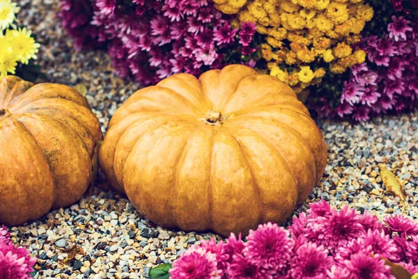 Pumpkins. Autumn decoration of the garden, autumn decor. Pumpkins and autumn flowers. Halloween, Thanksgiving, decoration of the house and garden for the holiday.