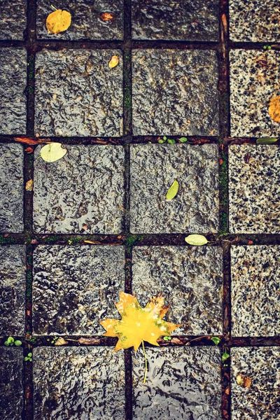Падіння Осіннього Листя Кам Яній Плитці Дорозі Жовте Листя — стокове фото