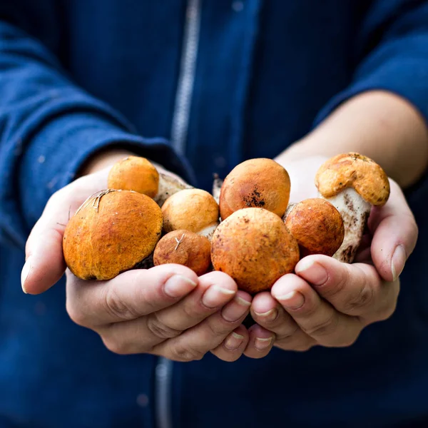 Witte Champignon Vrouwelijke Handen Paddestoelen Plukken Herfst Bos Najaar Inspiratie — Stockfoto