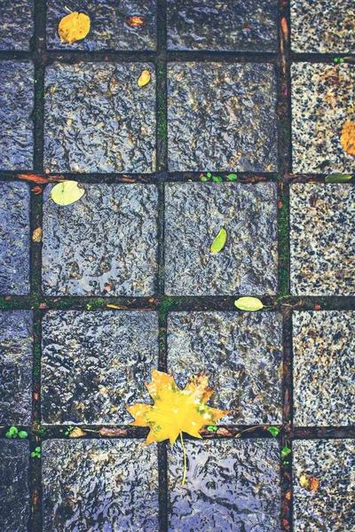 Outono Caído Deixa Uma Telha Pedra Estrada Folhas Amarelas — Fotografia de Stock