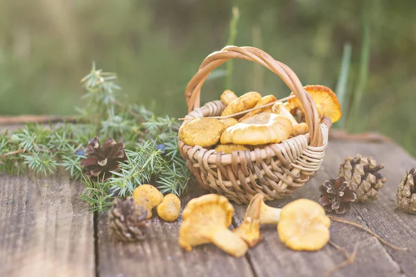 Paddestoelen Hanenkam Mand Ruwe Wilde Paddestoelen Cantharellen Mand Met Dille — Stockfoto