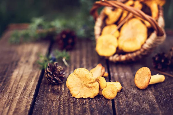 Paddestoelen Hanenkam Mand Ruwe Wilde Paddestoelen Cantharellen Mand Met Dille — Stockfoto