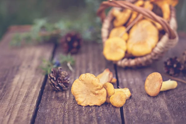 Paddestoelen Hanenkam Mand Ruwe Wilde Paddestoelen Cantharellen Mand Met Dille — Stockfoto