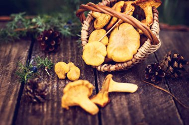 Mantar Cantharellus cibarius sepet. Ham vahşi chanterelles dereotu ahşap arka plan ile sepet içinde mantar. Yabani mantar ile kompozisyon
