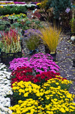 Çiçekler, çiçekler krizantem, krizantem duvar kağıdı, krizantem Güz. Arka plan resmi olarak güzel krizantem.