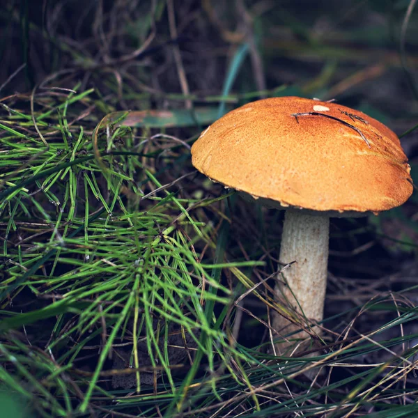 Fungo Selvatico Raccolgo Funghi Bosco Autunnale Ispirazione Autunnale Dieta Vegetariana — Foto Stock