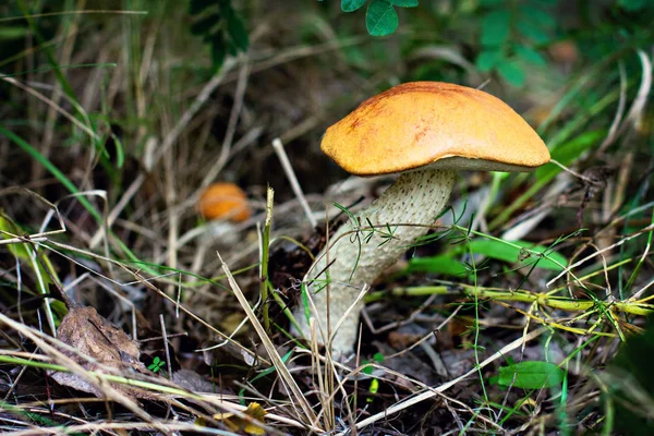 Lesními Houbami Sběr Hub Podzimní Les Podzimní Inspirace Vegetariánská Dieta — Stock fotografie