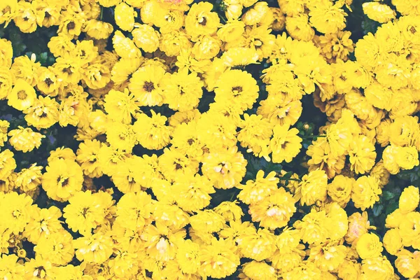 Fleurs Fleurs Chrysanthème Papier Peint Chrysanthème Chrysanthèmes Automne Beau Chrysanthème — Photo