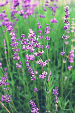 Alanında bahçede lavanta çiçek. Provence.